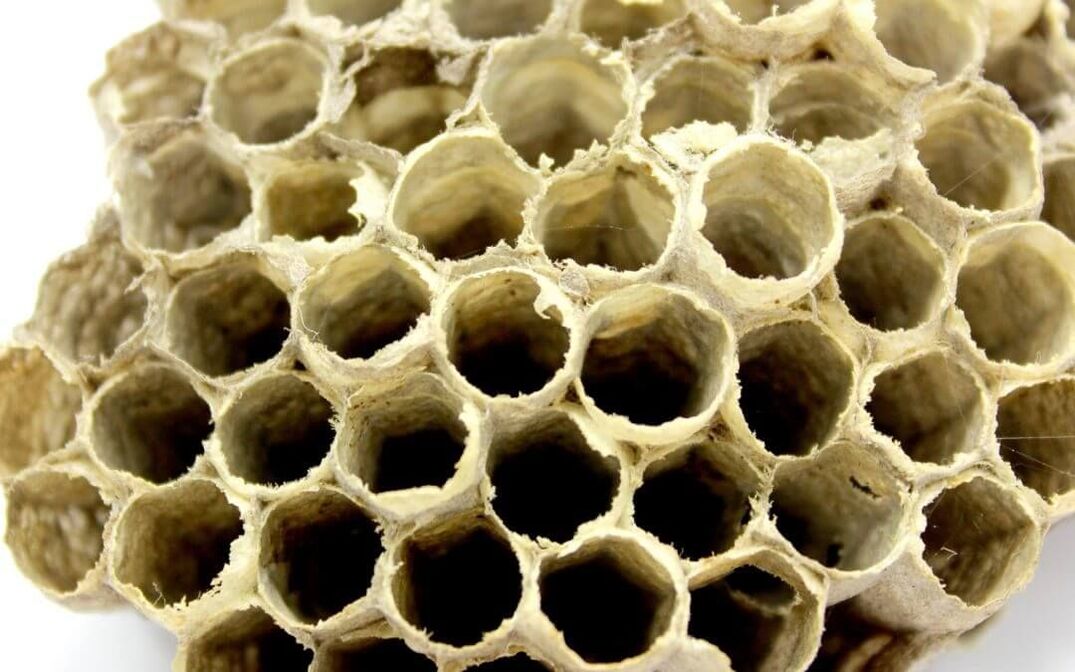 Pegamento de abella para aumentar a potencia
